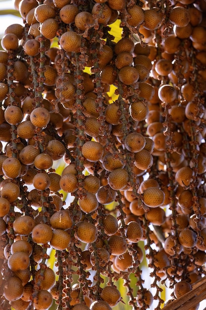 Gelbe Früchte der Buriti-Palme mit selektivem Fokus