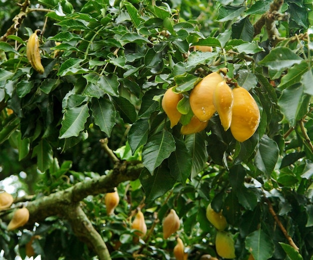 gelbe Früchte in Uganda
