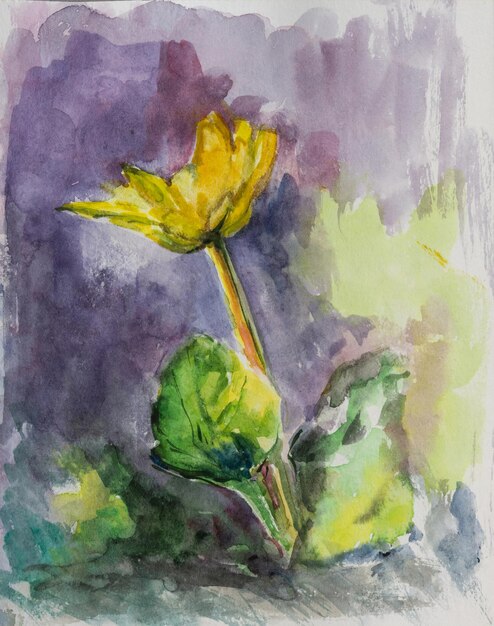 Gelbe Frühlingsblume in Aquarell auf violettem Hintergrund Illustration der ersten Frühlingsblumen