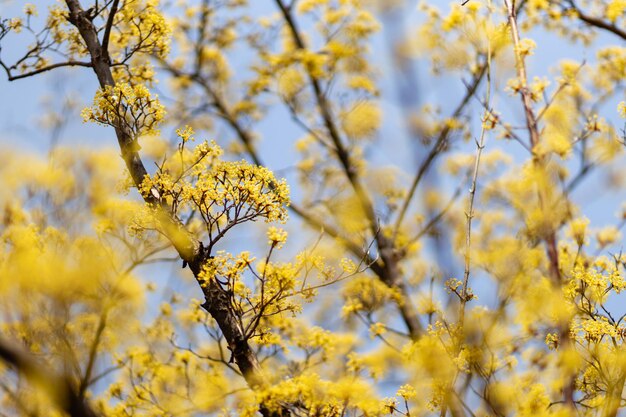 Foto gelbe frühlingsblumen blühen auf baumzweigen