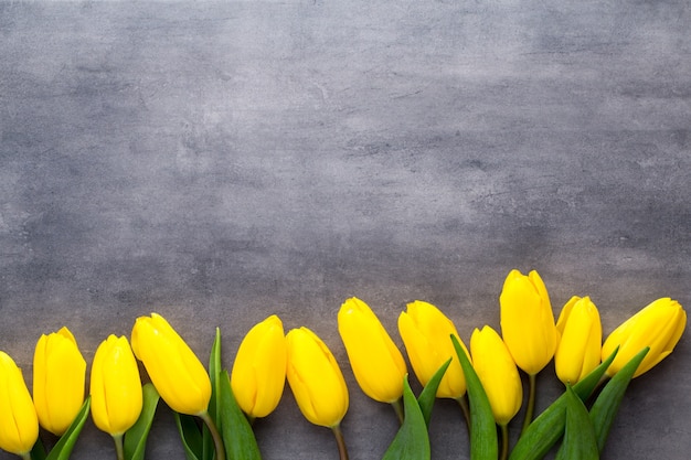 Gelbe Frühlingsblumen, Tulpe auf Grau.