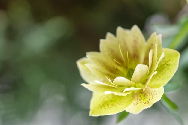 Gelbe Frühlingsblumennahaufnahme auf einem unscharfen Hintergrund