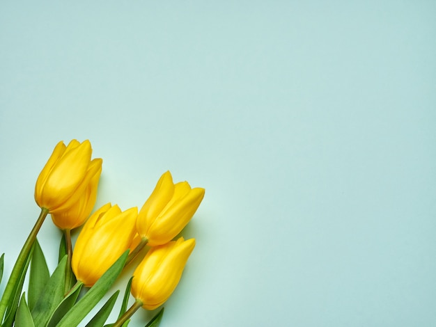 Gelbe Frühlingstulpen auf blauem Hintergrund, Frauen-Tageskopienraum