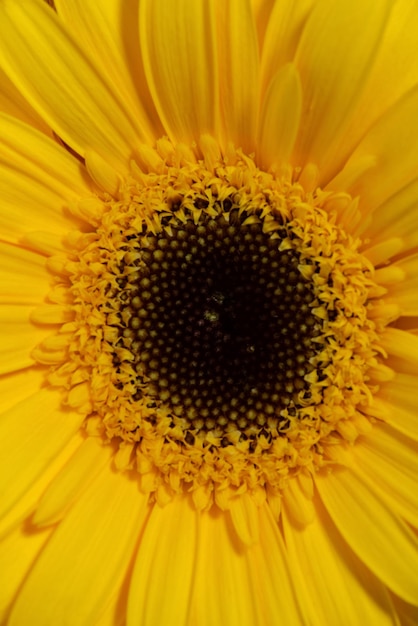 gelbe Gänseblümchen auf weißem Hintergrund