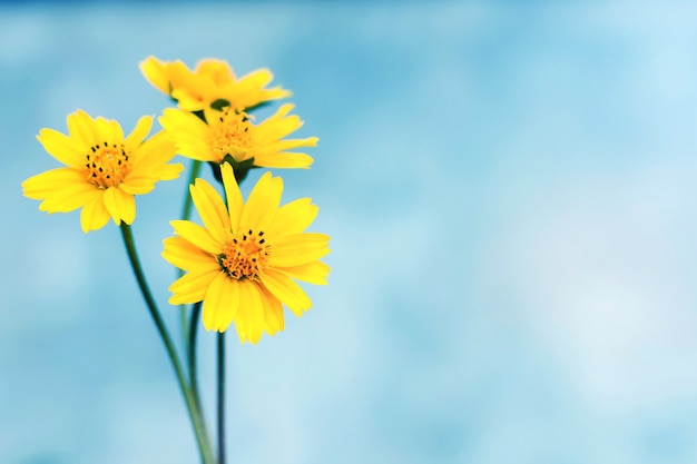 Foto gelbe gänseblümchenblume