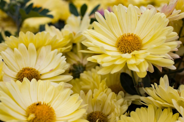 Gelbe Gänseblümchenblumen im Garten. Panorama. Makro.