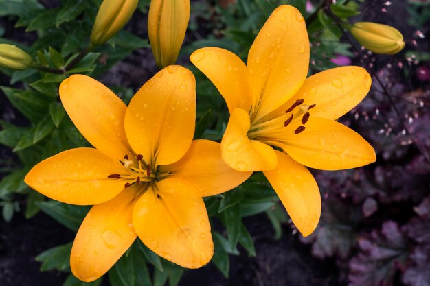 Gelbe Gartenlilie, Blüte.