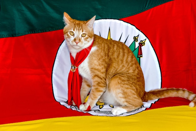 Gelbe Gaucho-Katze mit der Staatsflagge Rio Grande do Sul im Hintergrund