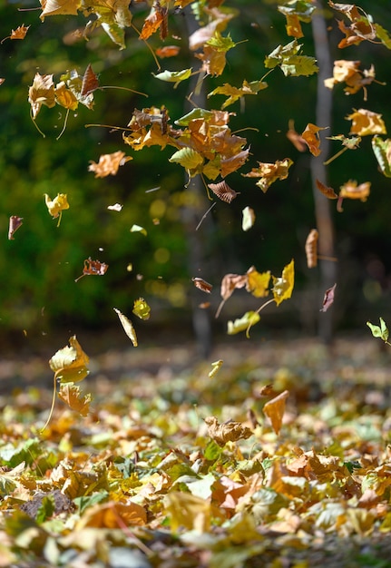 Foto gelbe gefallene blätter fliegen im herbstpark. idyllische szene am nachmittag in einem leeren park