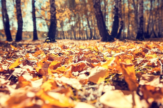 Gelbe gefallene Blätter im Herbstwald. Schöne Herbstlandschaft, Herbstszene. Selektiver Fokus, Vintage-Effekt