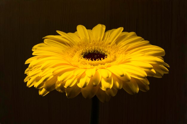 Gelbe Gerbera auf dunklem Hintergrund Blumenhintergrund Hintergrund