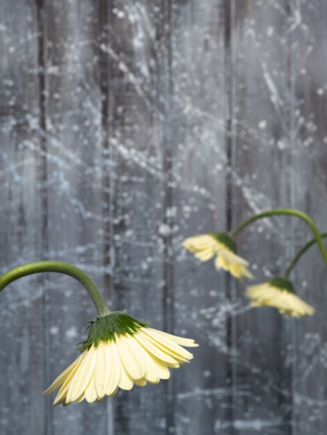 Gelbe Gerbera auf grauem Hintergrund