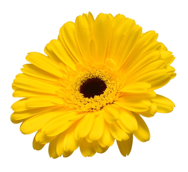 Gelbe Gerbera-Kopfblume isoliert auf weißem Hintergrund Flache Ansicht von oben
