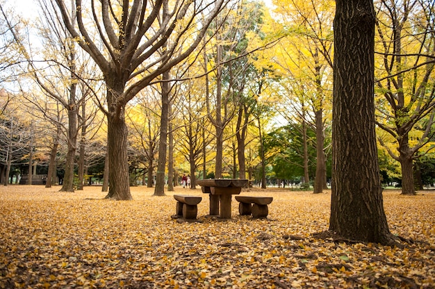 Gelbe Ginkgobäume im allgemeinen Park Yoyogi, Tokyo, Japan.