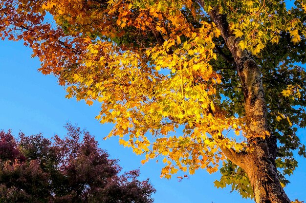 Gelbe Ginkgoblätter