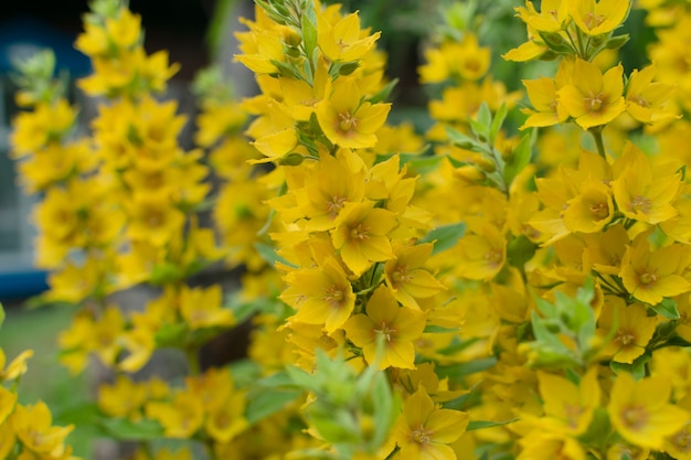Gelbe Glockenblumen von Lysimachia punctata im Sommergarten