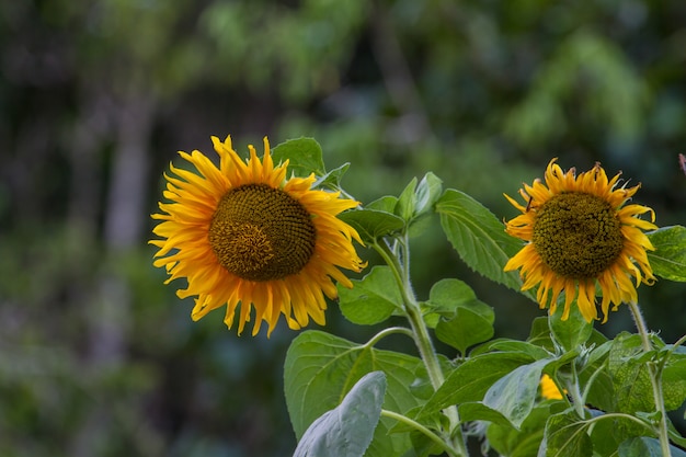 Gelbe große Sonnenblume in voller Blüte