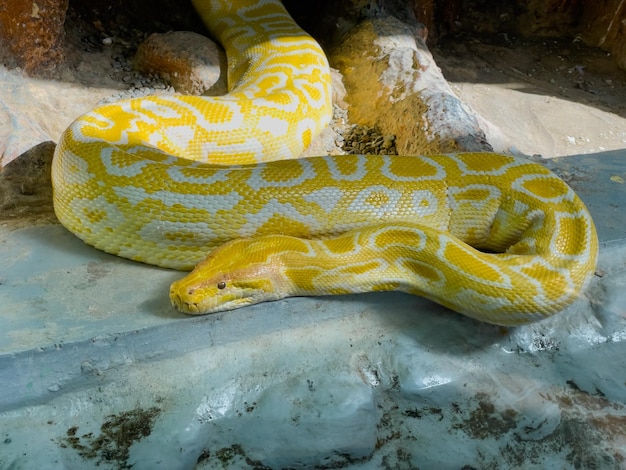 gelbe haut der pythonschlange auf stein