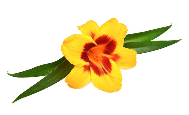 Gelbe Hemerocallis-Taglilie mit Zweig isoliert auf weißem Hintergrund