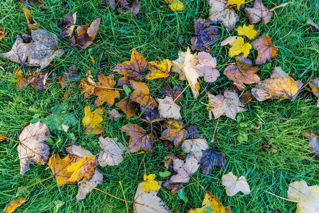 Gelbe Herbstahornblätter auf grünem Gras. Bunter Hintergrund von gefallenen Blättern auf grünem Gras