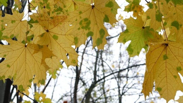 Gelbe Herbstahornblätter Baumzweig goldenes Herbstblatt im Wald oder Wald