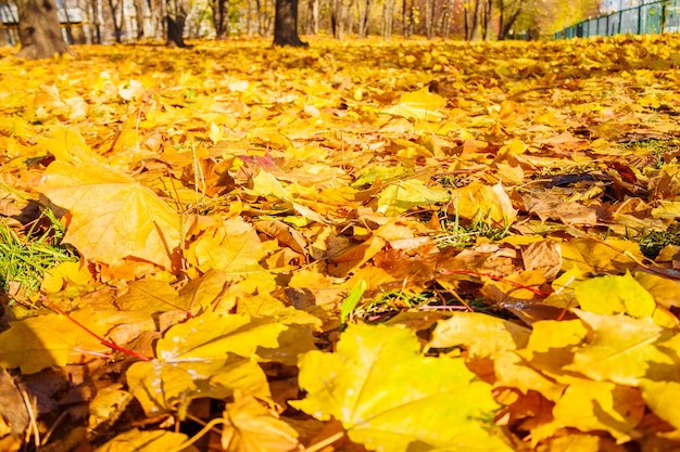 Gelbe Herbstahornblätter im Park