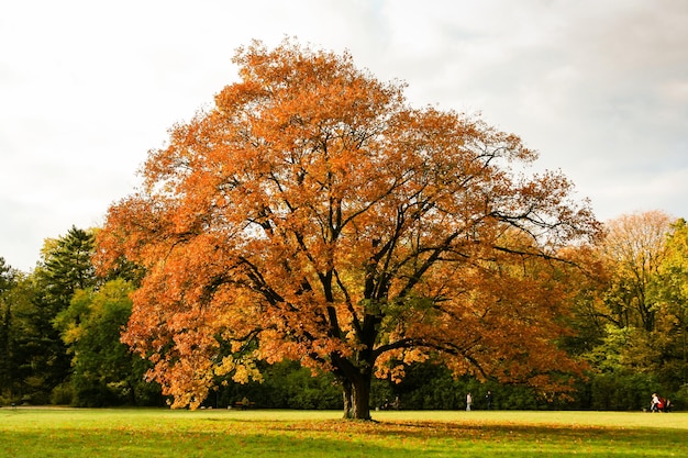 Gelbe Herbstbäume im Park