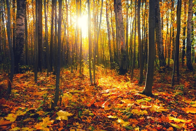 Gelbe Herbstbäume in einem Wald bei Sonnenuntergang Herbstlaub Rote und gelbe abgefallene Blätter auf dem Boden Wunderschöne Herbstlandschaft