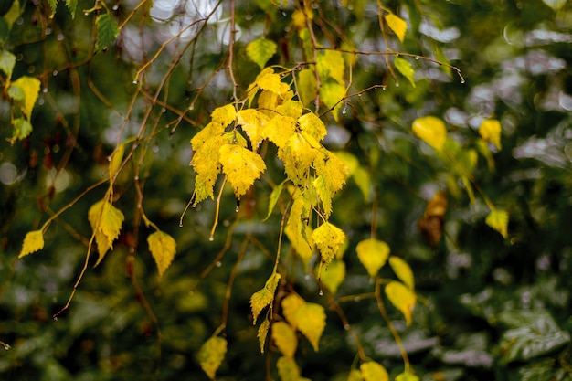 Gelbe Herbstbirkenblätter auf einem Baum während des Regens