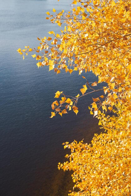 Gelbe Herbstbirkenblätter gegen einen blauen Fluss