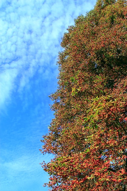 Gelbe Herbstblätter am Baum auf dem Hintergrund des blauen Himmels