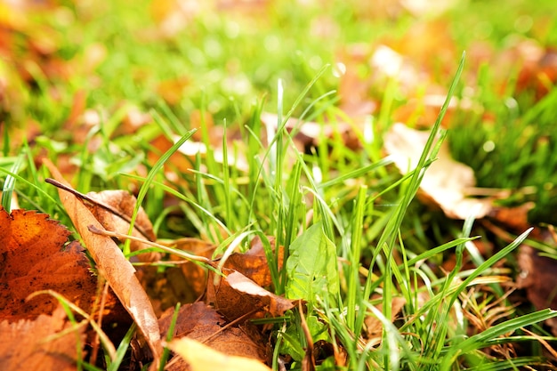 Gelbe Herbstblätter auf Gras in der schönen Herbstparknahaufnahme.