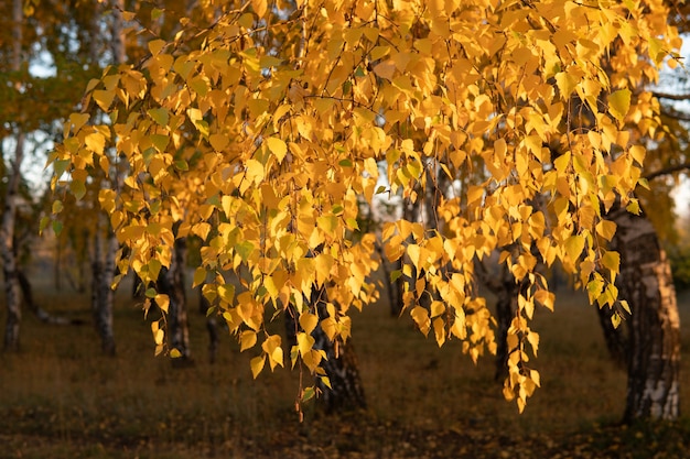 Gelbe Herbstblätter der Birke