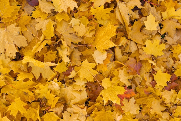 Gelbe Herbstblätter der Hintergrundgruppe