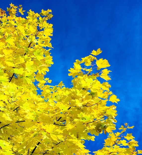 Gelbe Herbstblätter des Ahornbaums
