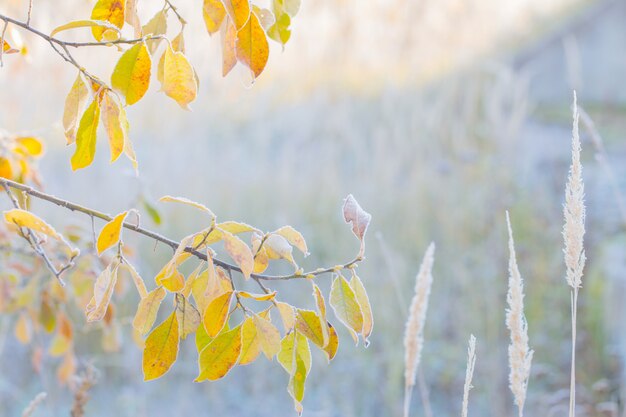 Gelbe Herbstblätter im Frost