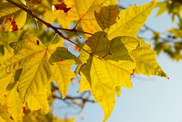 Gelbe Herbstblätter.