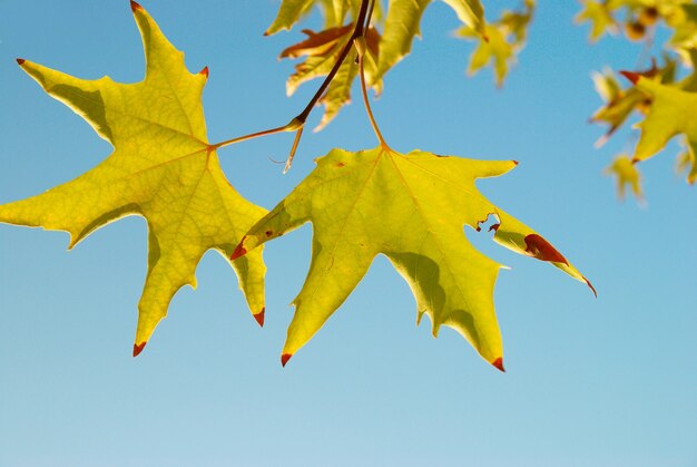 Gelbe Herbstblätter.