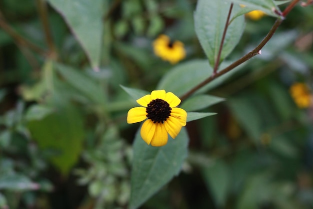 gelbe Herbstblume für Hintergrund