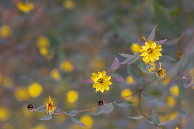 Gelbe Herbstblumen auf einem weichen Fokushintergrund