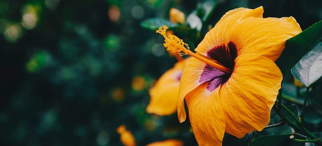 Gelbe Hibiscusblume, die auf grünem Naturhintergrund blüht