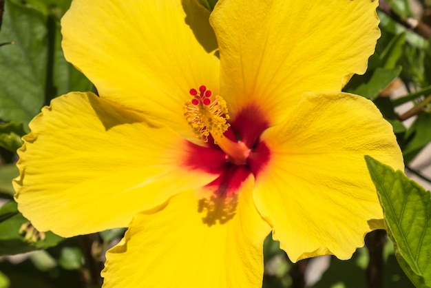 gelbe Hibiskusblüte im Garten