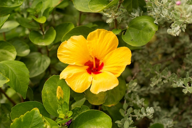 Gelbe Hibiskusblüte zwischen den Blättern