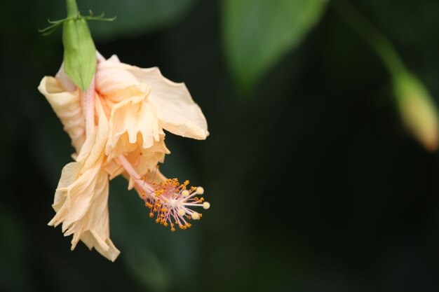 gelbe Hibiskusblüte