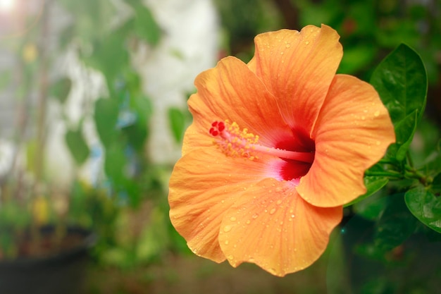 Gelbe Hibiskusblüten im Garten