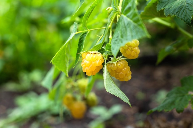 Gelbe Himbeere auf dem Zweig