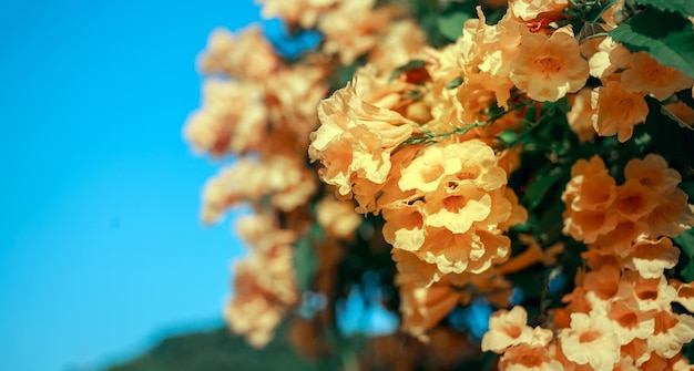 Gelbe Holunderblüte oder Trumpetbush-Blume, die im Winter in Asien blüht