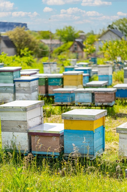 Gelbe Holzbienenstöcke, die auf dem Gras auf dem Feld stehen und fliegende Bienen bringen Pollen Bienen kreisen in der Nähe des Bienenstocks in voller Länge