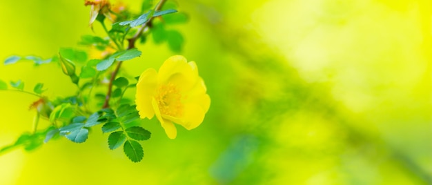 Gelbe Hunderose Rosa canina Blüten mit grünen Blättern auf verschwommenem Hintergrund