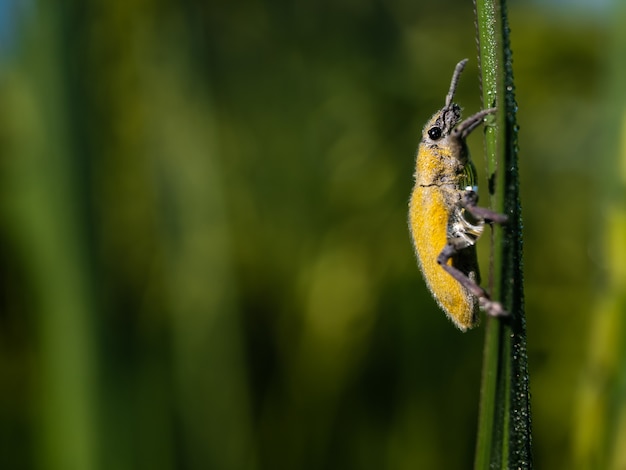 Gelbe Insekten auf den Reisgebieten